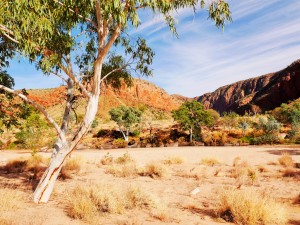 Ghost Gum  - Central Australia 3